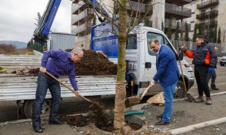 S-au mutat copacii plantați în mijlocul trotuarului pe Bună Ziua. Boc: A fost o greșeală a proiectanților