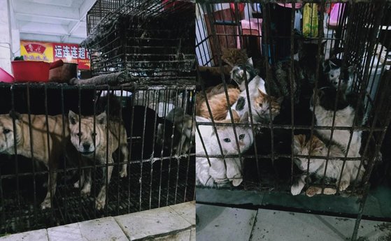 Pieţele de animale sălbatice din China au fost redeschise. Beijingul nu a înţeles nimic din Coronavirus