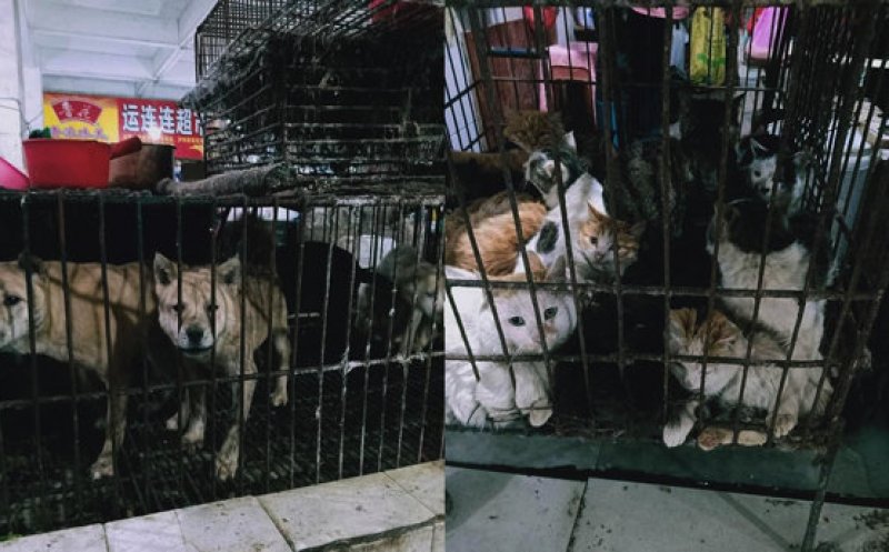 Pieţele de animale sălbatice din China au fost redeschise. Beijingul nu a înţeles nimic din Coronavirus