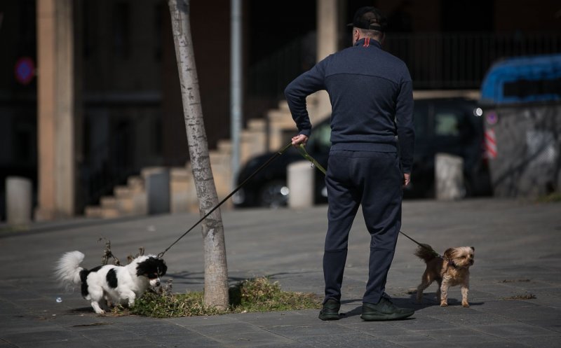 Adopții frauduloase de câini pentru a putea ieși din casă