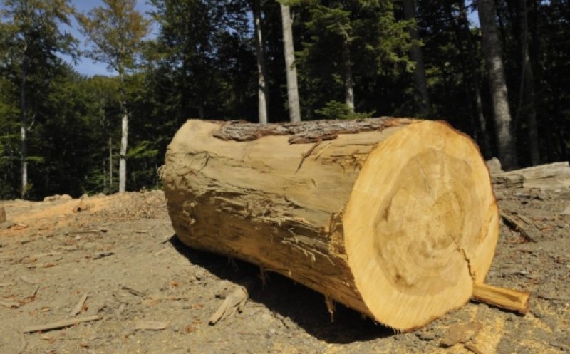 Hoții de lemne nu stau acasă! Tineri prinși după ce au tăiat 4 arbori