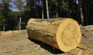 Hoții de lemne nu stau acasă! Tineri prinși după ce au tăiat 4 arbori