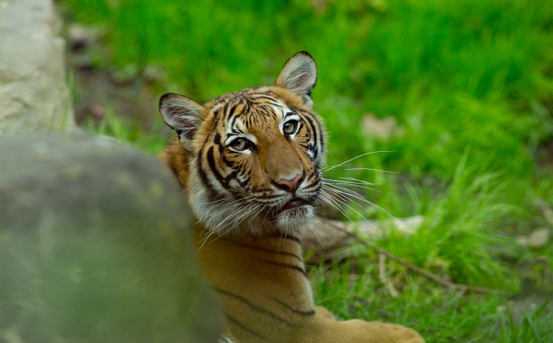 Tigru de la Zoo din New York, pozitiv pentru COVID-19