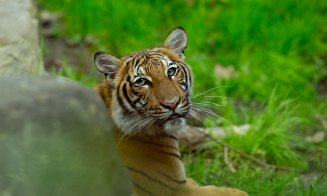 Tigru de la Zoo din New York, pozitiv pentru COVID-19