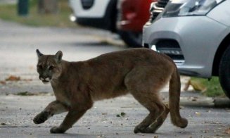 Efectul pandemiei de COVID-19. "Fauna sălbatică s-a întors să rătăcească prin orașele noastre”