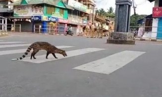 Efectul pandemiei de COVID-19. "Fauna sălbatică s-a întors să rătăcească prin orașele noastre”
