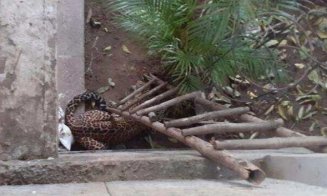Efectul pandemiei de COVID-19. "Fauna sălbatică s-a întors să rătăcească prin orașele noastre”