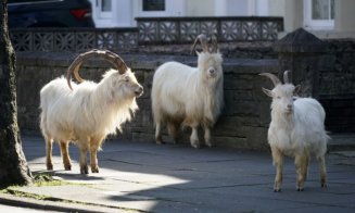 Efectul pandemiei de COVID-19. "Fauna sălbatică s-a întors să rătăcească prin orașele noastre”