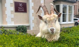 Efectul pandemiei de COVID-19. "Fauna sălbatică s-a întors să rătăcească prin orașele noastre”