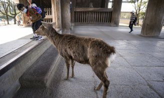 Efectul pandemiei de COVID-19. "Fauna sălbatică s-a întors să rătăcească prin orașele noastre”