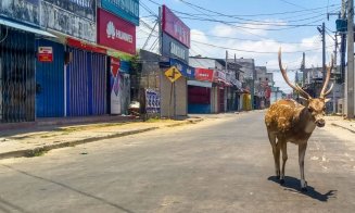 Efectul pandemiei de COVID-19. "Fauna sălbatică s-a întors să rătăcească prin orașele noastre”