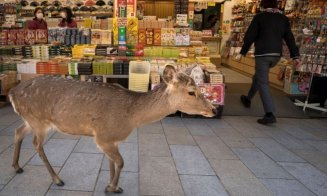 Efectul pandemiei de COVID-19. "Fauna sălbatică s-a întors să rătăcească prin orașele noastre”
