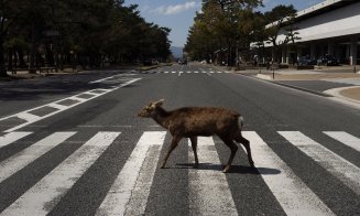 Efectul pandemiei de COVID-19. "Fauna sălbatică s-a întors să rătăcească prin orașele noastre”