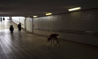 Efectul pandemiei de COVID-19. "Fauna sălbatică s-a întors să rătăcească prin orașele noastre”