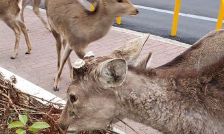 Efectul pandemiei de COVID-19. "Fauna sălbatică s-a întors să rătăcească prin orașele noastre”