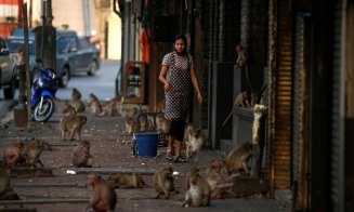 Efectul pandemiei de COVID-19. "Fauna sălbatică s-a întors să rătăcească prin orașele noastre”