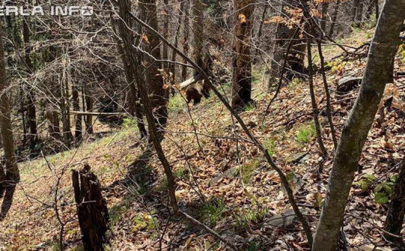 Urs observat într-o pădure de lângă localitatea Livada, judeţul Cluj