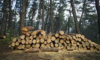 Exportul de buștean a fost interzis pentru următorii 10 ani