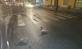 În timp ce clujenii stau acasă, raţele sălbatice au ieşit la plimbare prin oraş