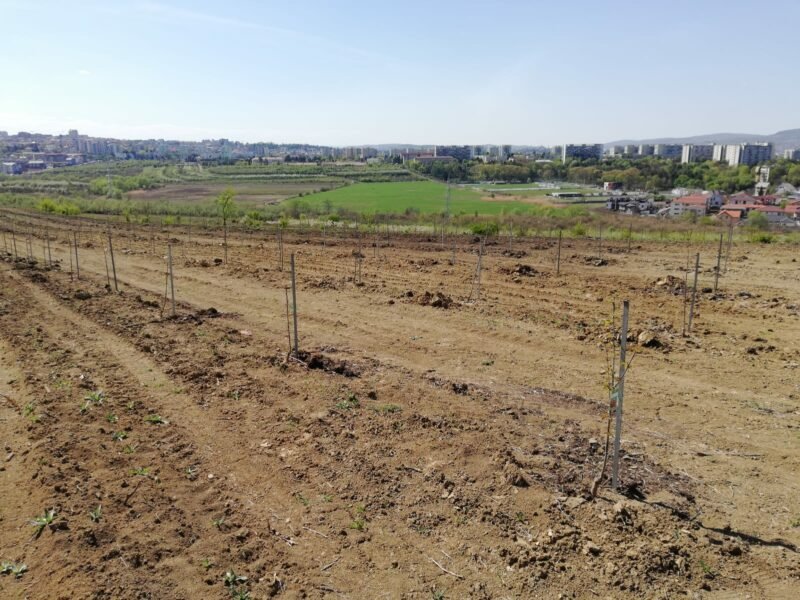 Renaşte Livada Palocsay