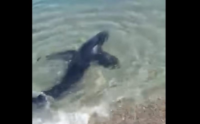 Un rechin albastru a fost filmat în timp ce înota în apropierea țărmului, în Italia