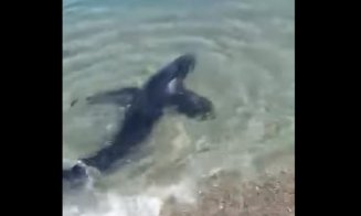 Un rechin albastru a fost filmat în timp ce înota în apropierea țărmului, în Italia