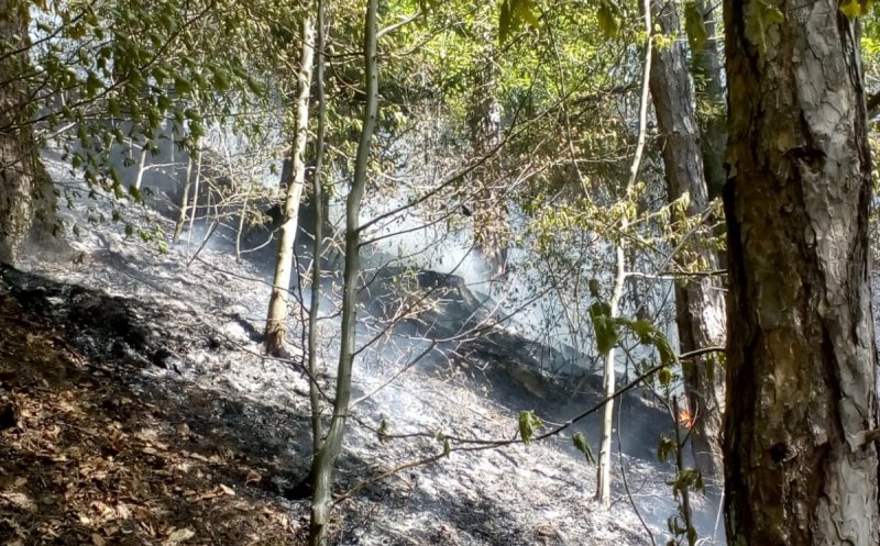 Incendiu într-o pădure din Cluj. Pompierii intervin de câteva ore
