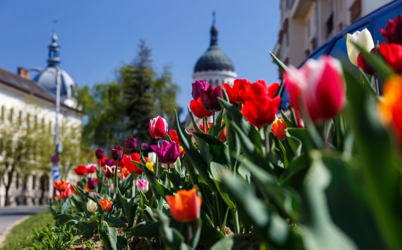 FOTO Cum arată primăvara la Cluj anul acesta