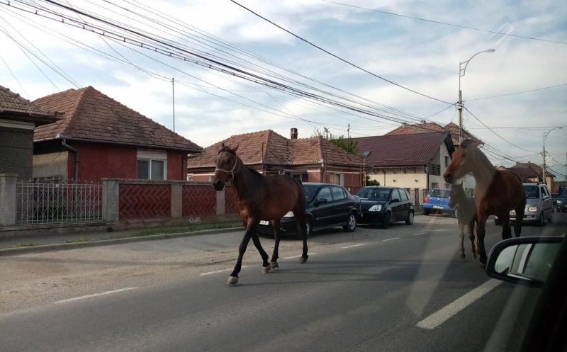 Efectele izolării, verificate și la Cluj! Oamenii stau acasă, iar animalele invadează străzile