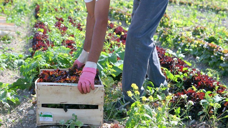 Violeta Alexandru: Fac tot ceea ce ţine de mine pentru ca munca românilor din străinătate să fie respectată