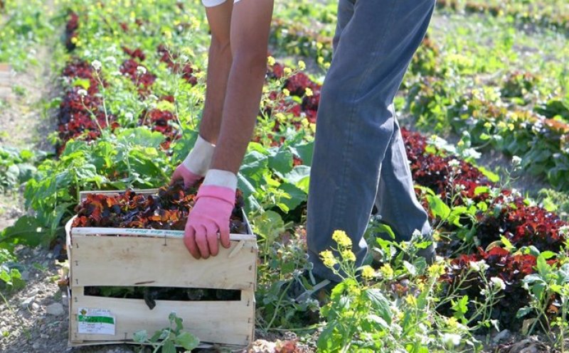 Violeta Alexandru: Fac tot ceea ce ţine de mine pentru ca munca românilor din străinătate să fie respectată