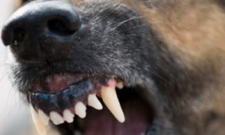 Bărbat sfâșiat de câini într-un cartier din Câmpia Turzii