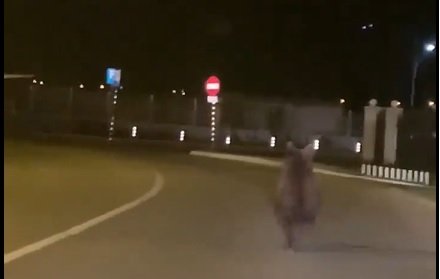 Atenţie, vine ursul! Mesaj Ro-Alert pentru locuitorii dintr-un oraş din Cluj