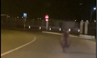 Atenţie, vine ursul! Mesaj Ro-Alert pentru locuitorii dintr-un oraş din Cluj