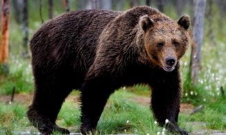 Un urs a fost văzut și la Turda. Ce s-a întâmplat cu cel din Câmpia Turzii / Urme la Săndulești