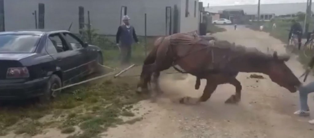 Gest de cruzime la Turda. Un cal a fost forțat să tragă o mașină ca să dovedească că poate