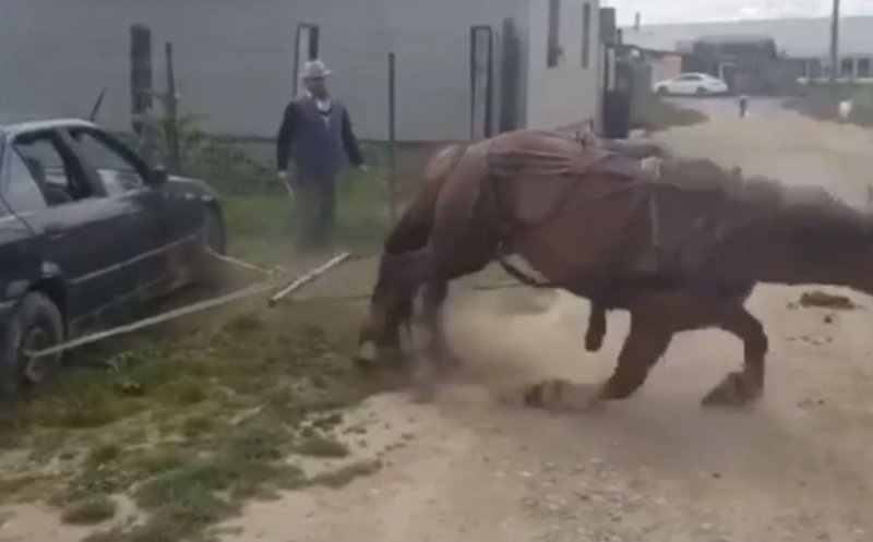 Gest de cruzime la Turda. Un cal a fost forțat să tragă o mașină ca să dovedească că poate
