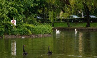 Lebedele s-au întors pe Lacul Chios