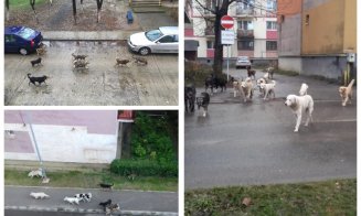 Haitele de câini din Turda hărţuiesc nestingherite locuitorii oraşului