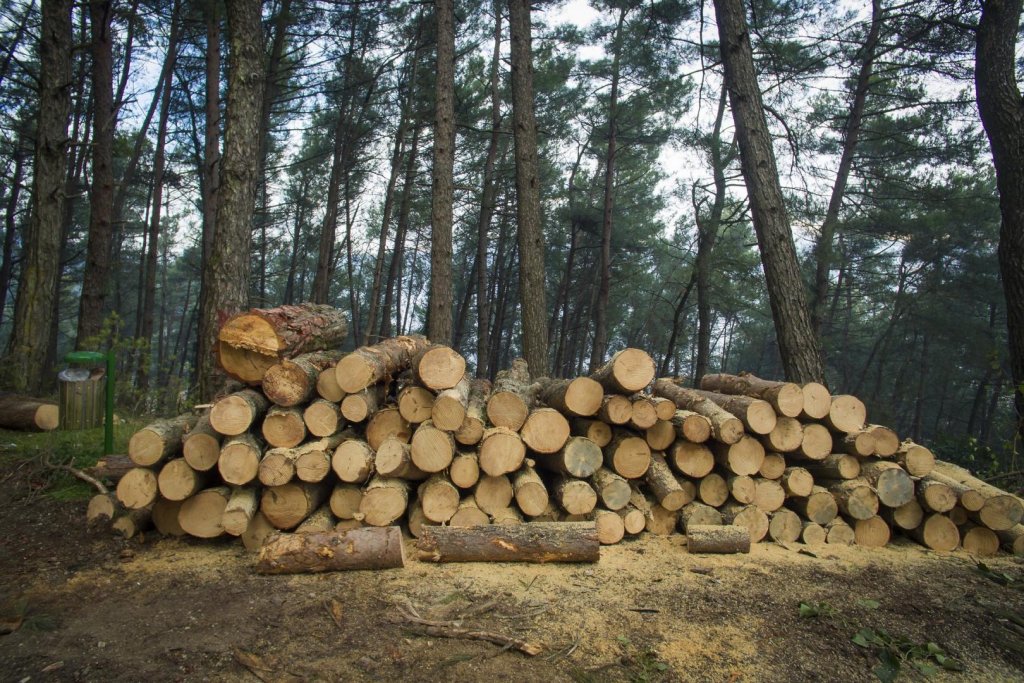 Aproape 100 de dosare penale într-o singură săptămână, pentru infracţiuni în domeniul silvic