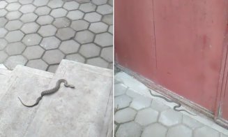 Un turdean s-a trezit că are un şarpe pe treptele casei