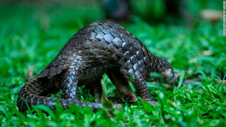 Solzii de pangolin, retraşi de pe lista ingredientelor folosite în medicina tradiţională chineză