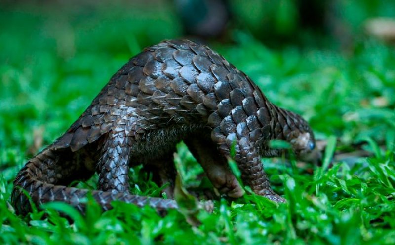 Solzii de pangolin, retraşi de pe lista ingredientelor folosite în medicina tradiţională chineză