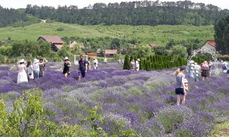 Paradisul instagramerilor, lanuri de lavandă ca în Provence, îşi deschide porţile în weekend. Afacere a trei generații în Cluj