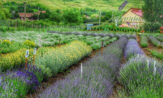 Paradisul instagramerilor, lanuri de lavandă ca în Provence, îşi deschide porţile în weekend. Afacere a trei generații în Cluj