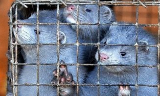 Se confirmă transmisia comunitară a virusului la animale. Peste 90.000 de nurci vor fi sacrificate după ce au luat Covid-19