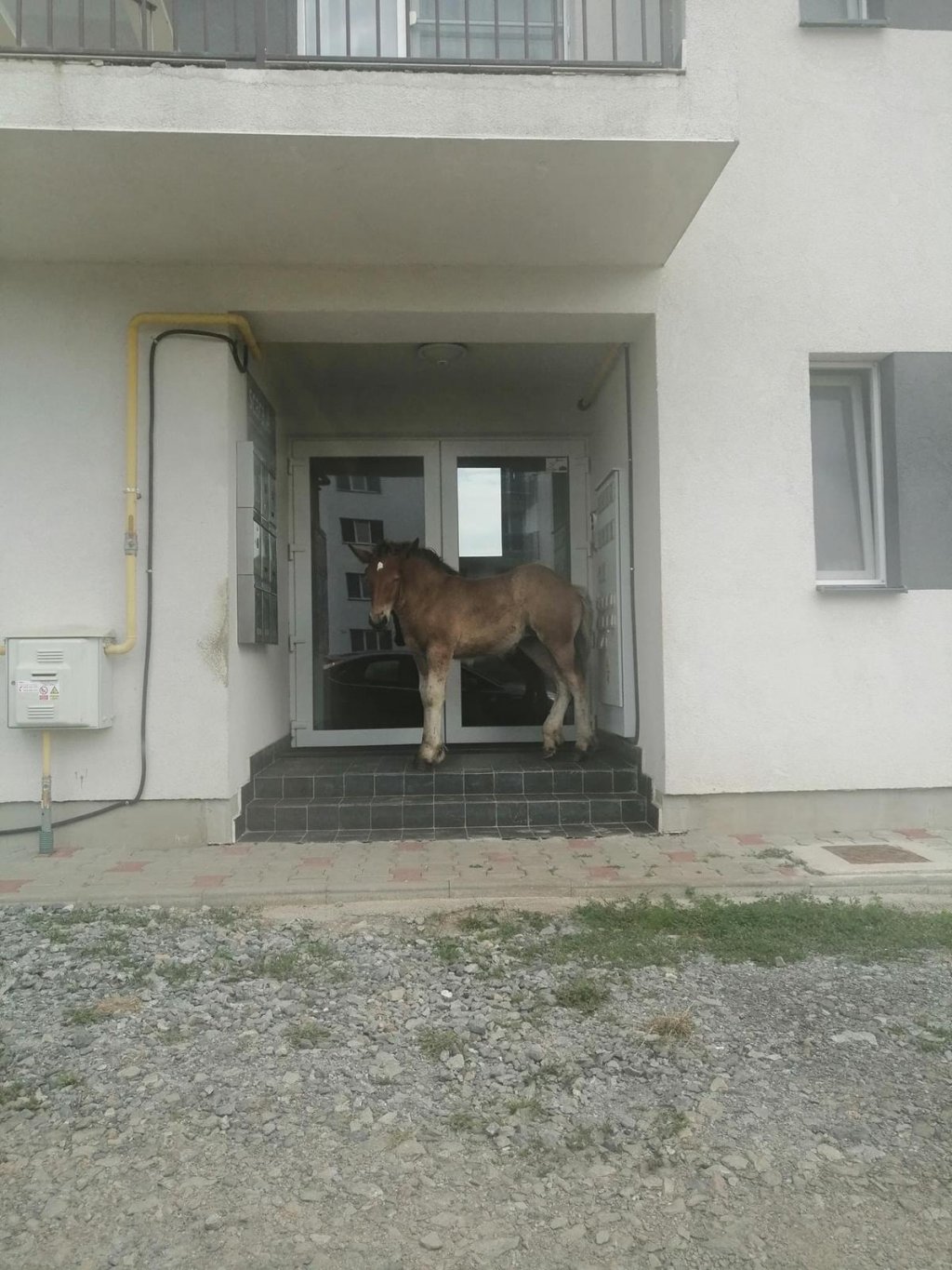 În Cluj se ridică maşinile, în Floreşti... animalele. Caii sau vacile care circulă libere prin comună vor fi adunate de primărie