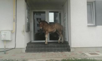 În Cluj se ridică maşinile, în Floreşti... animalele. Caii sau vacile care circulă libere prin comună vor fi adunate de primărie