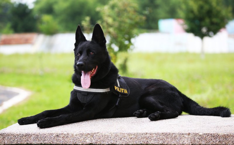 Câinele poliţist Şuier ne învaţă cum să purtăm corect masca de protecţie