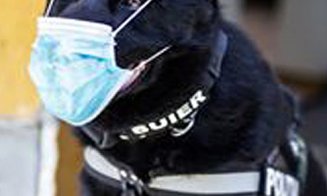 Câinele poliţist Şuier ne învaţă cum să purtăm corect masca de protecţie